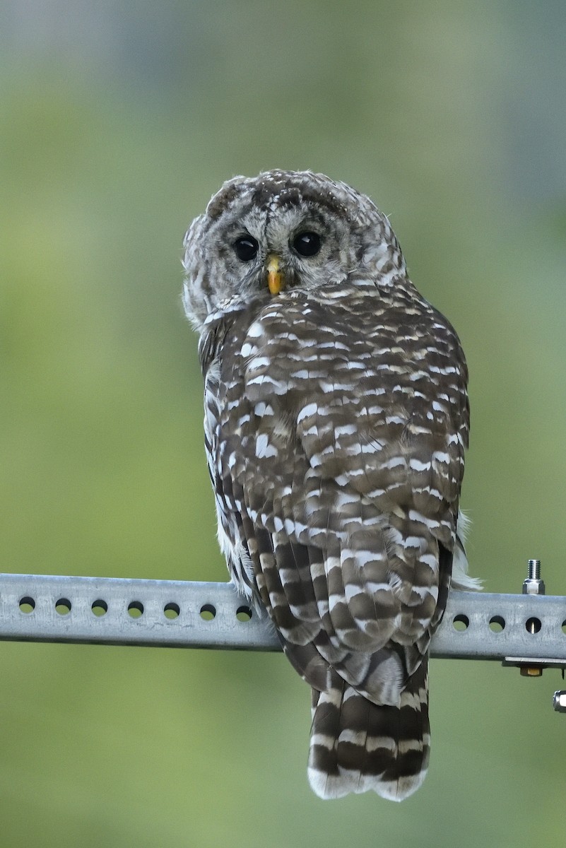 Barred Owl - ML605208551