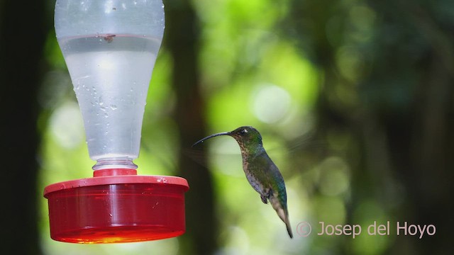 kolibřík aksamitový - ML605208731