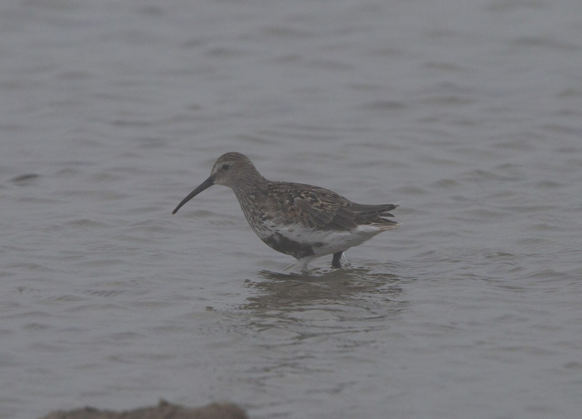 Хар элсэг - ML605209251