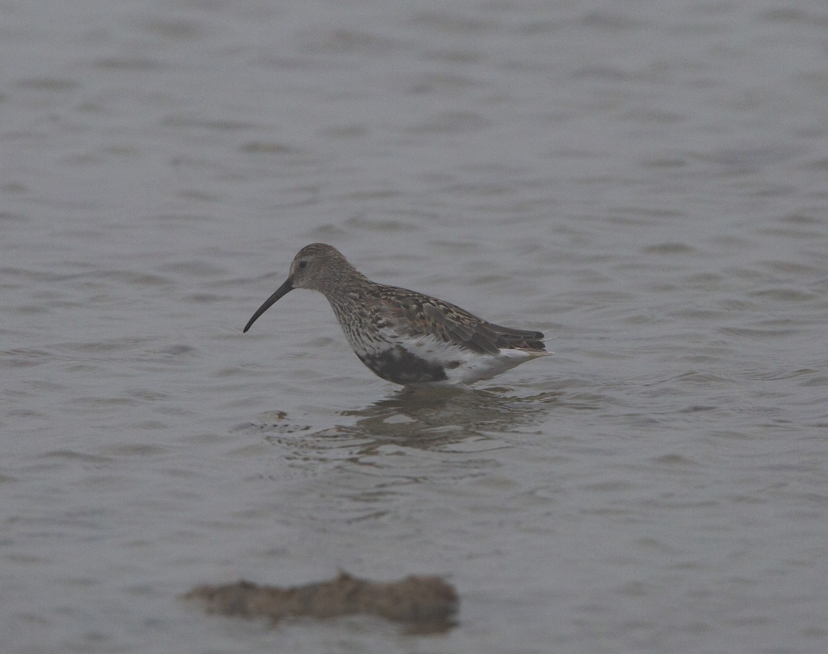 Хар элсэг - ML605209261