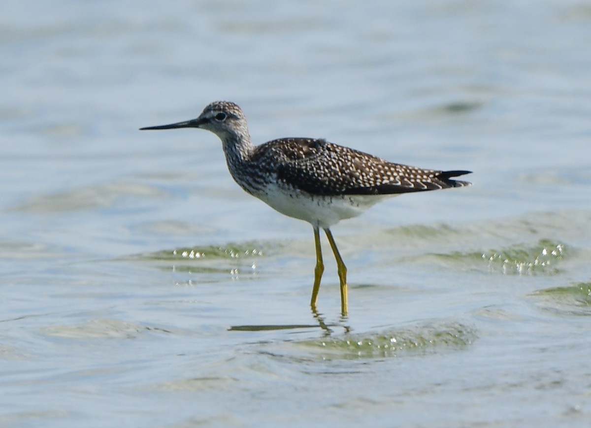 Greater Yellowlegs - ML605209311