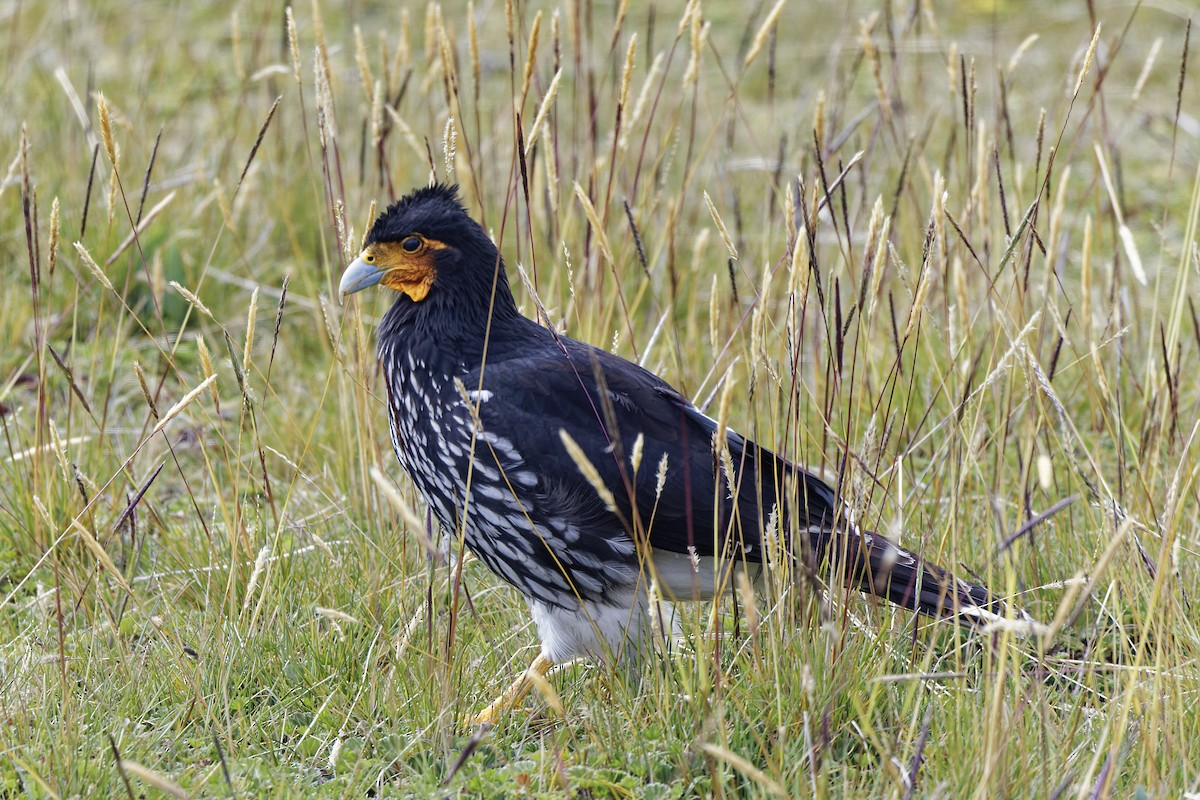 Carunculated Caracara - ML605209671