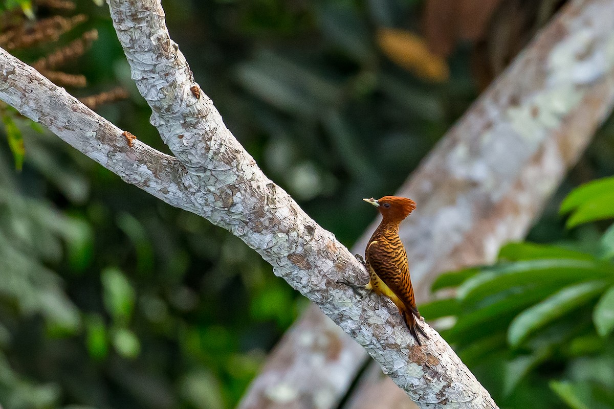 Waved Woodpecker (Scale-breasted) - ML605209971