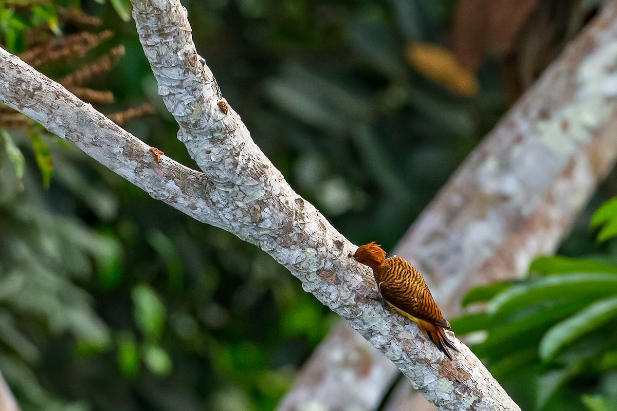 Waved Woodpecker (Scale-breasted) - ML605209981