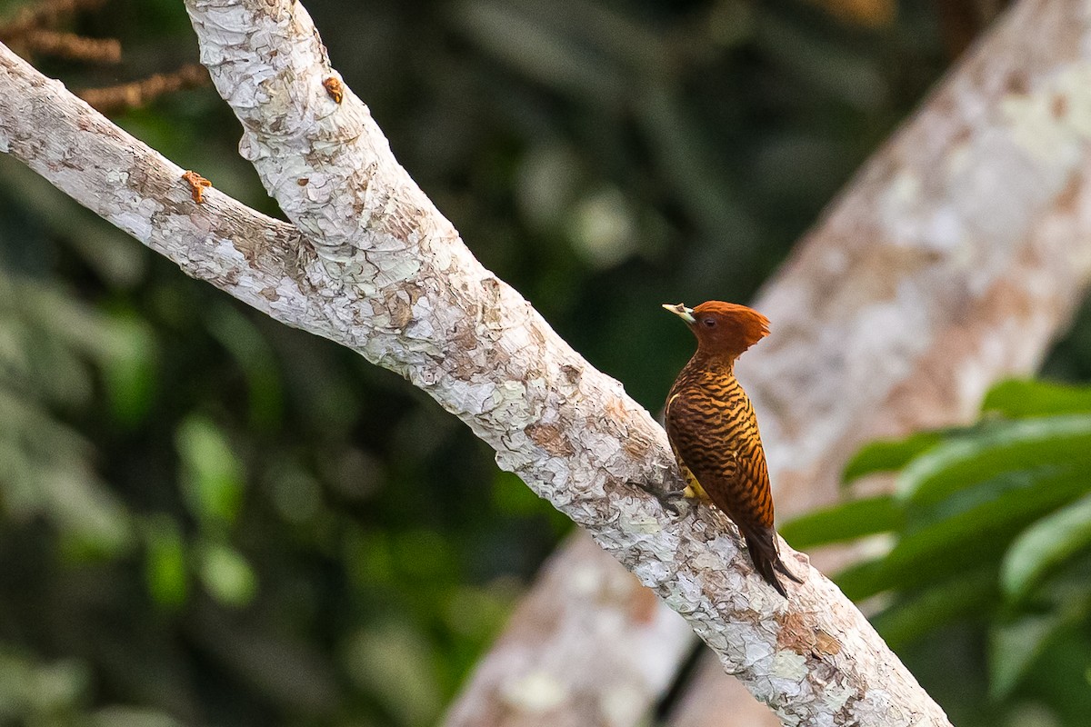 Waved Woodpecker (Scale-breasted) - ML605210181