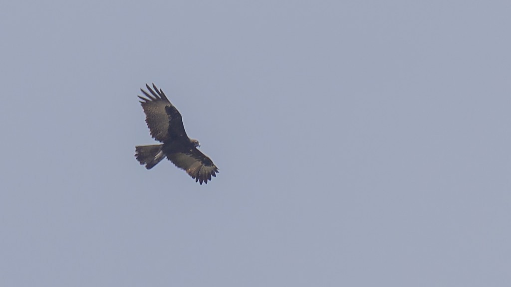 Águila Moluqueña - ML605211051