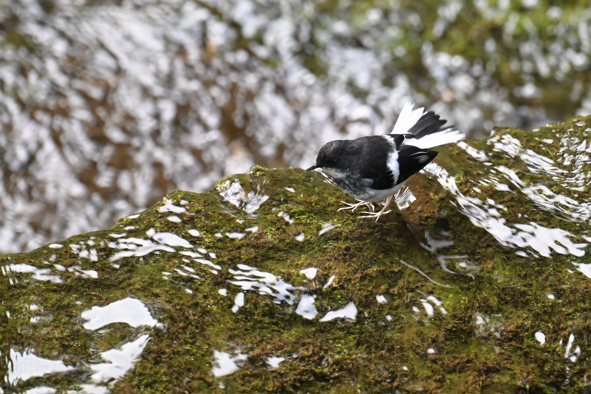 Little Forktail - Ting-Wei (廷維) HUNG (洪)