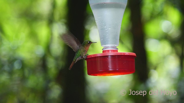 kolibřík dřišťálový (ssp. tyrianthina/quitensis) - ML605211491