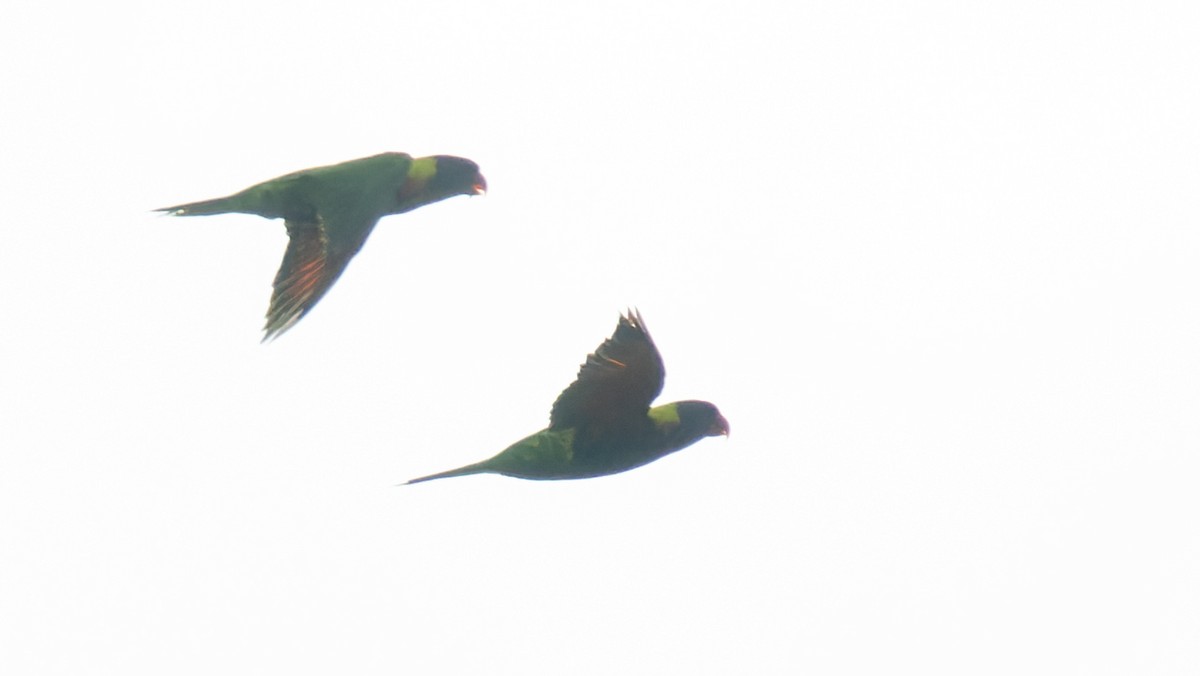 Biak Lorikeet - ML605212641