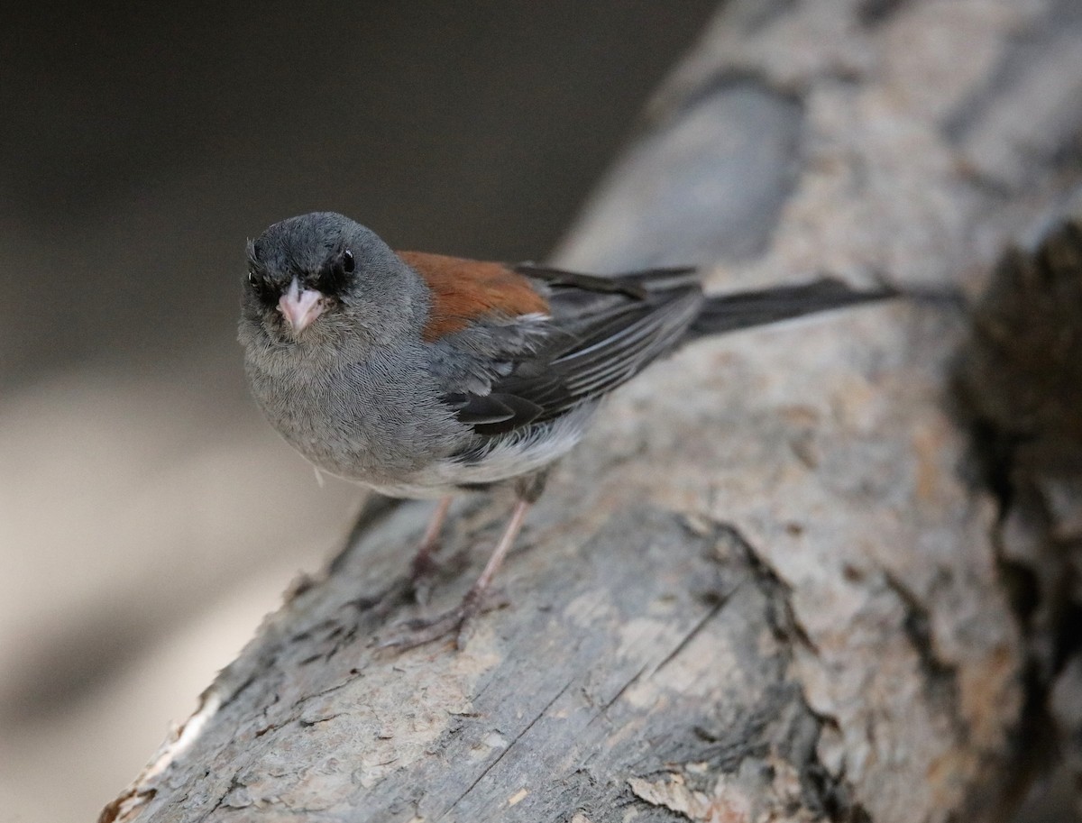 Junco Ojioscuro (caniceps) - ML605213341