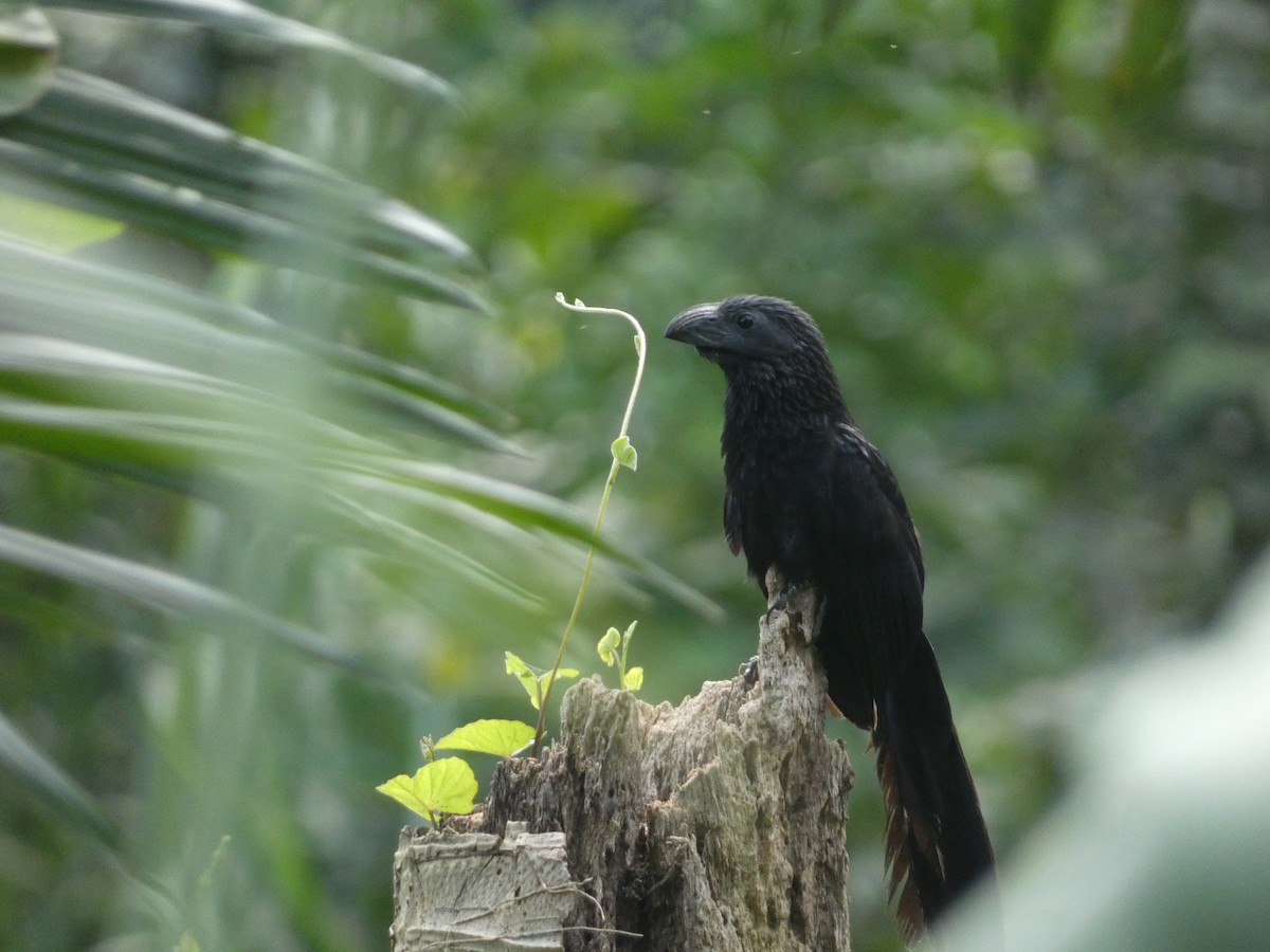 Groove-billed Ani - Mattis Pagany