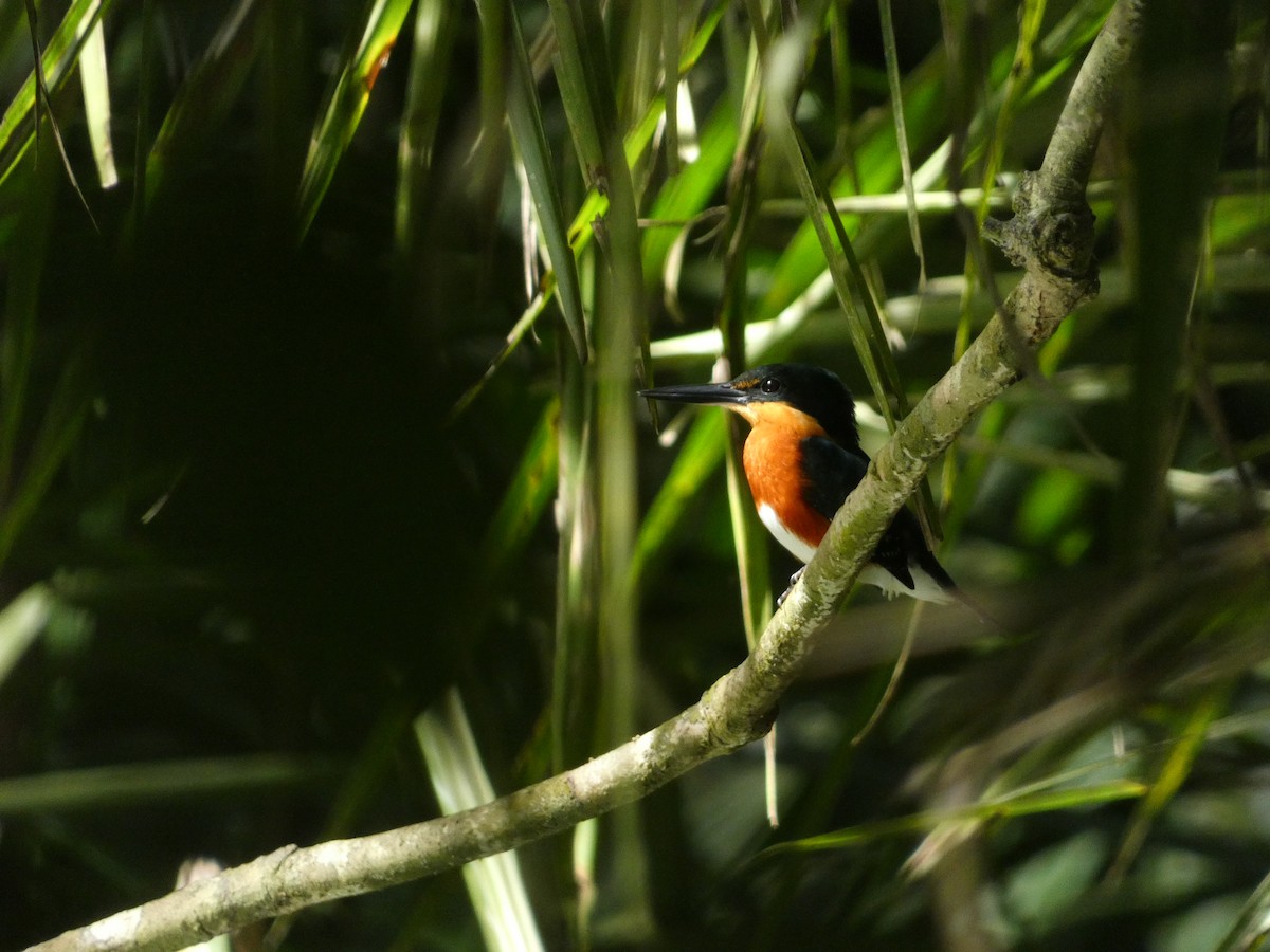 American Pygmy Kingfisher - ML605214351