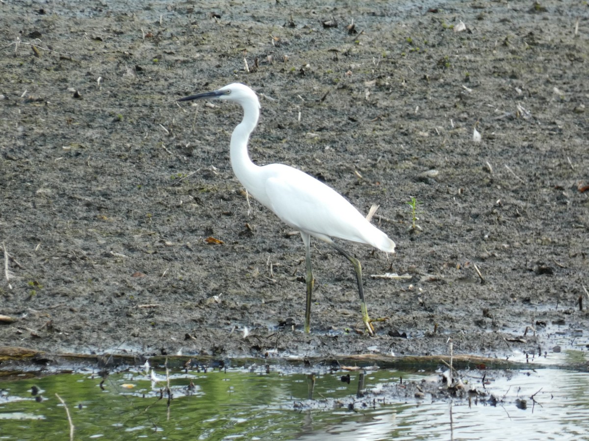 Little Egret - Frederik Albrecht