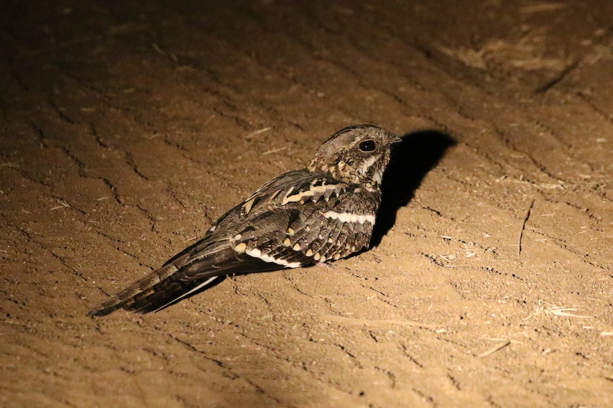 Slender-tailed Nightjar - ML605216751