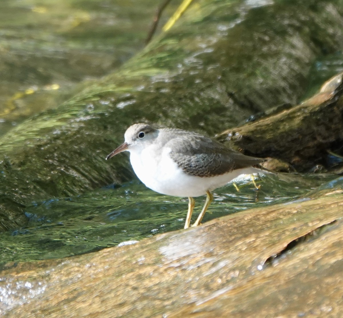 Spotted Sandpiper - ML605216861