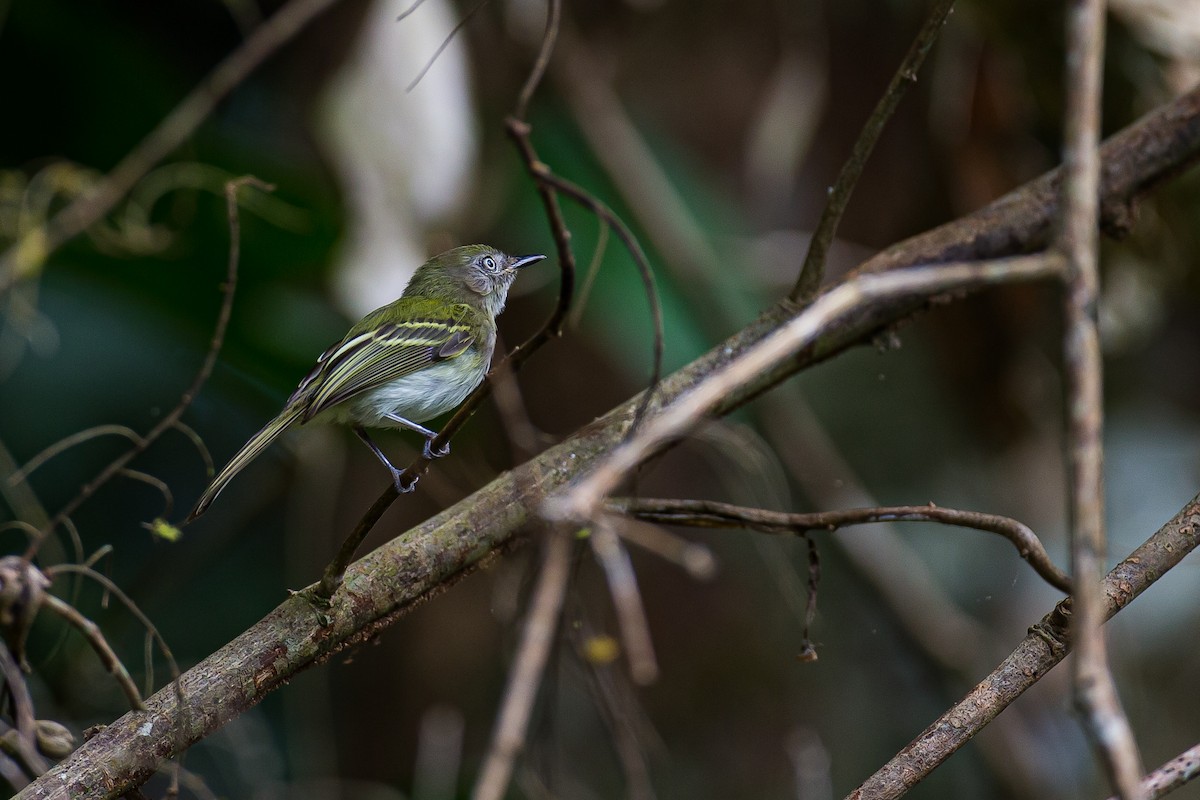 White-bellied Tody-Tyrant - Anonymous