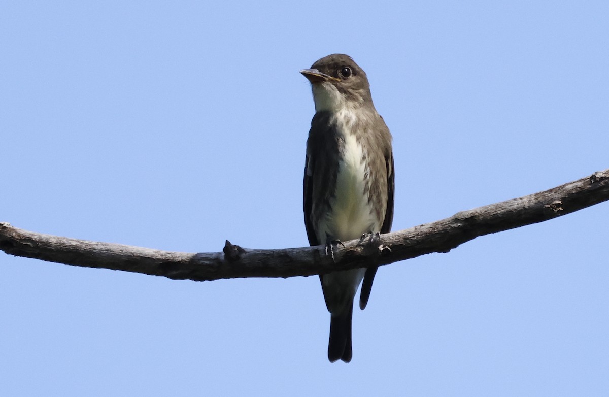 Olive-sided Flycatcher - ML605217421