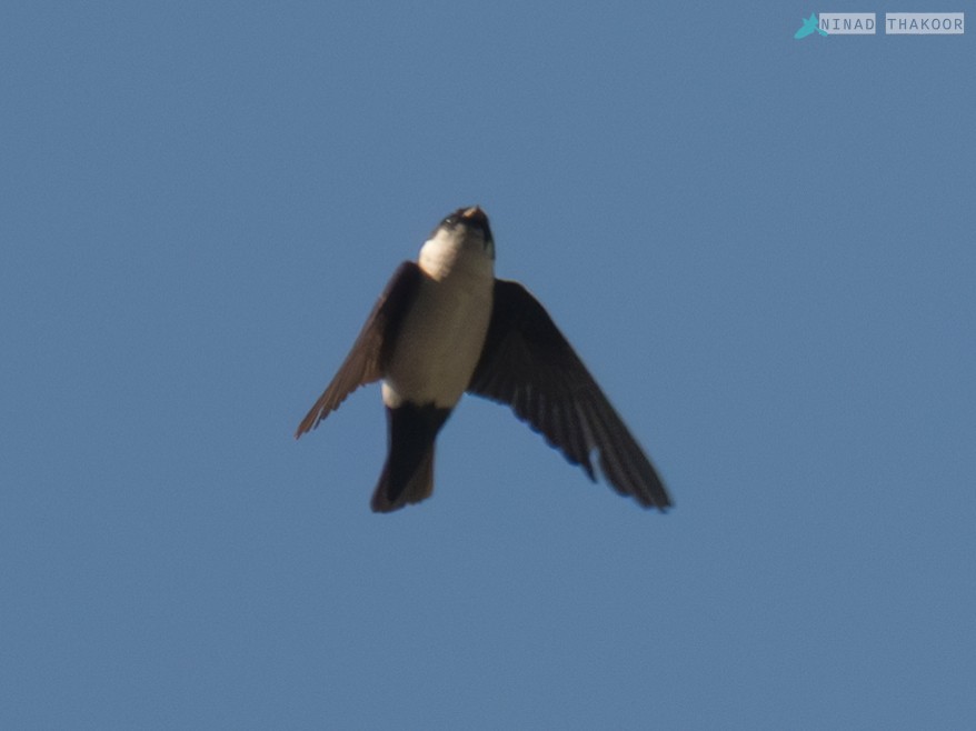 Nepal House-Martin - ML605217461