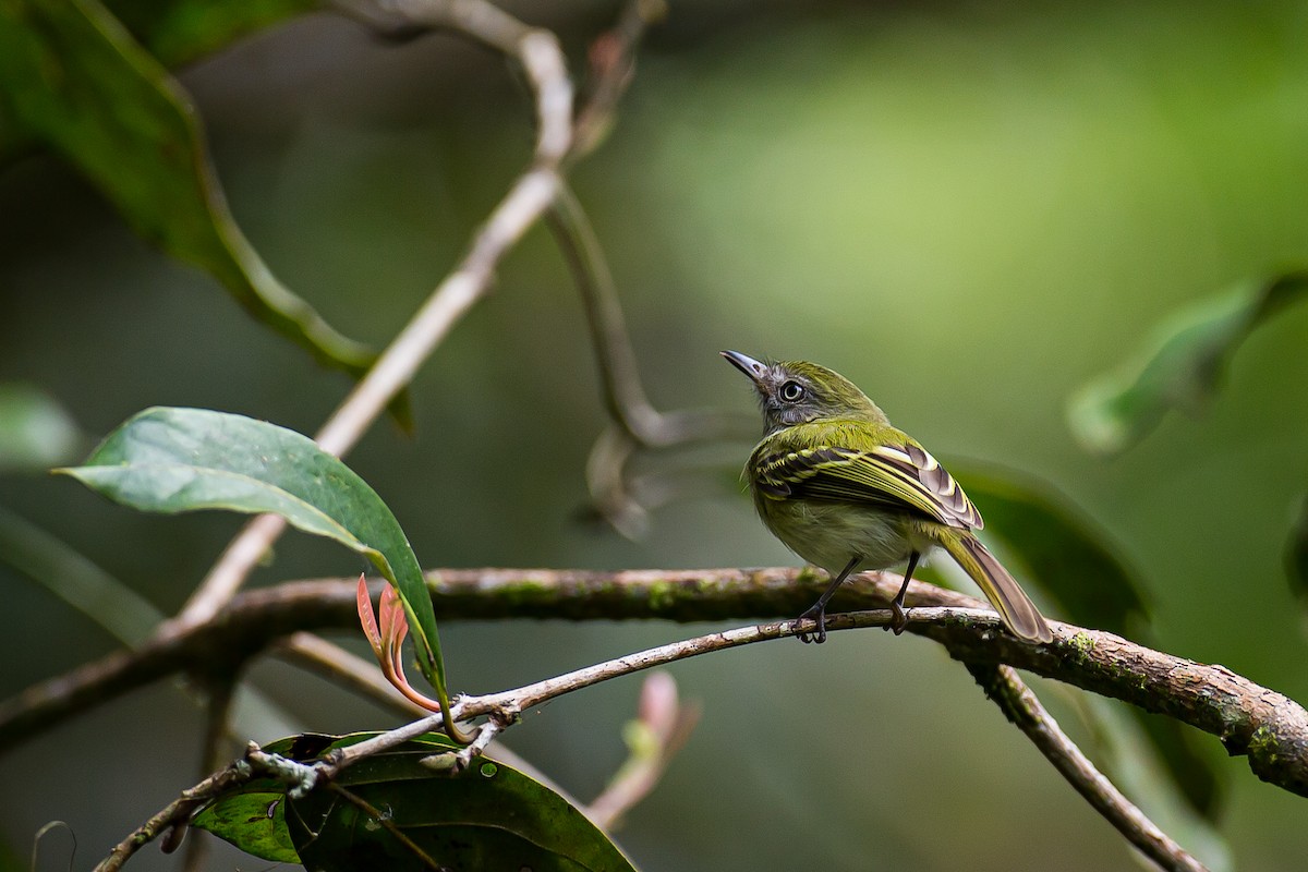 White-bellied Tody-Tyrant - ML605217491