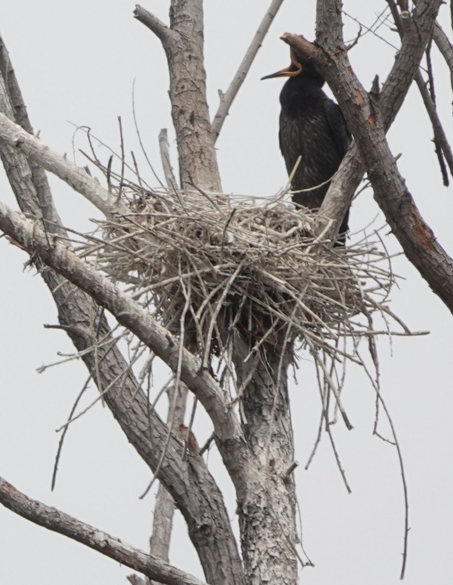 Double-crested Cormorant - ML605217671