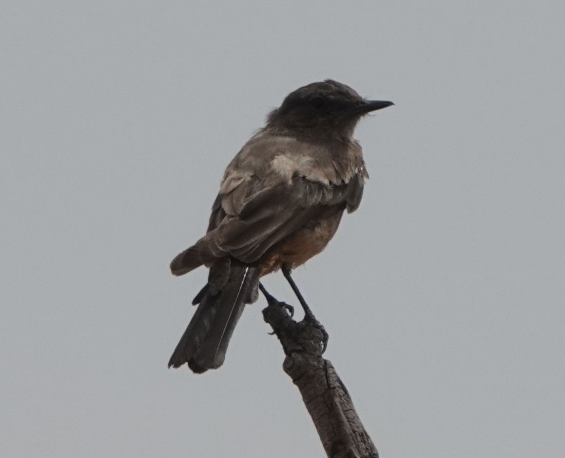 Say's Phoebe - ML605217951