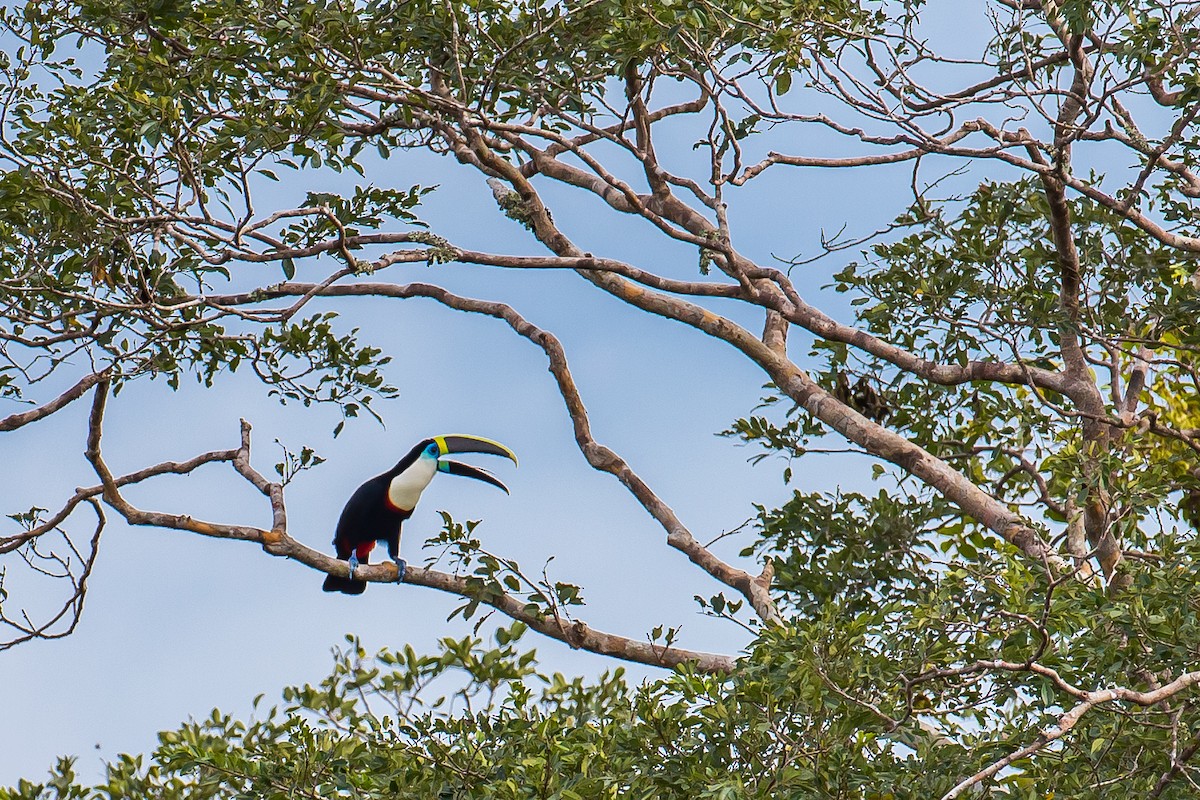 White-throated Toucan - ML605218001