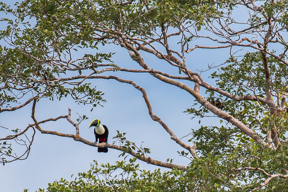 White-throated Toucan - ML605218021