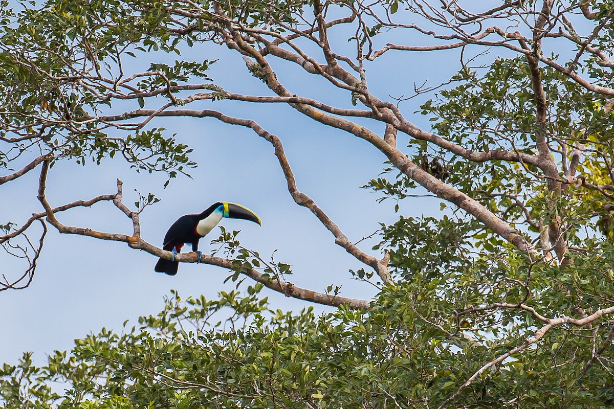 White-throated Toucan - ML605218031