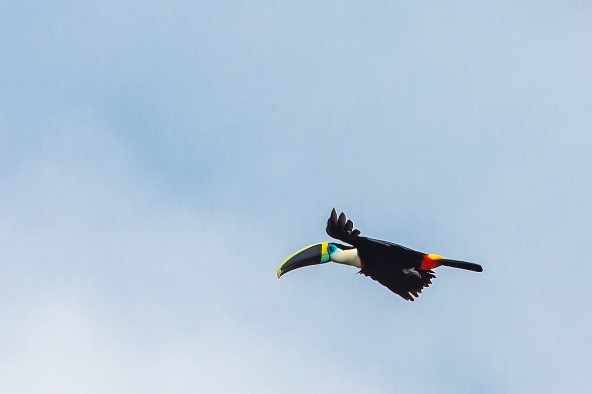 White-throated Toucan - ML605218041