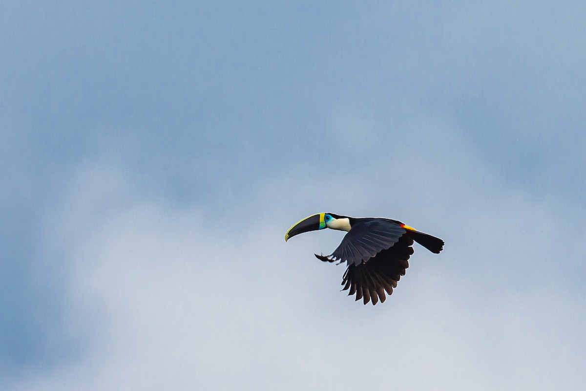 White-throated Toucan - ML605218051