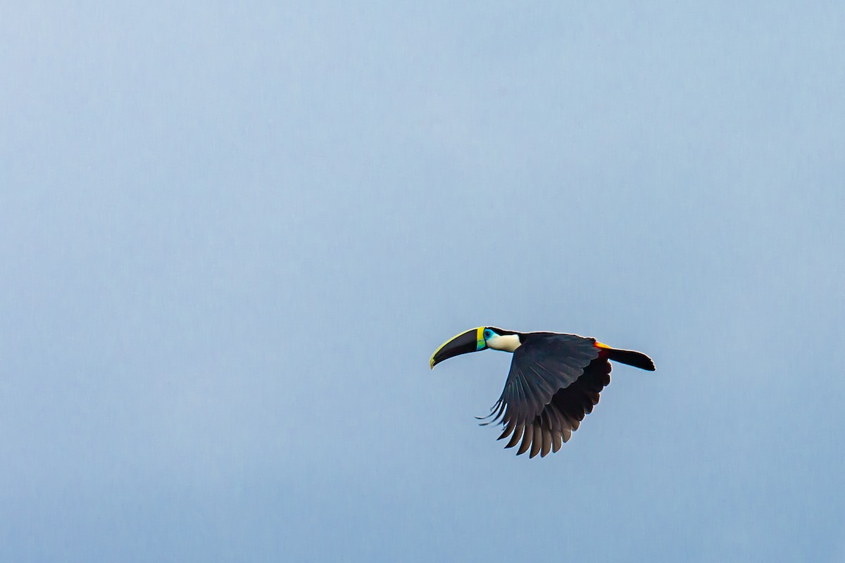 White-throated Toucan - ML605218061