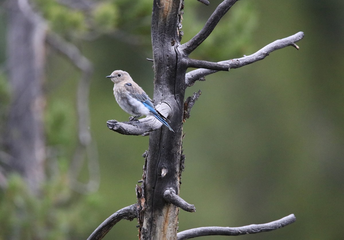 Mountain Bluebird - ML605218221