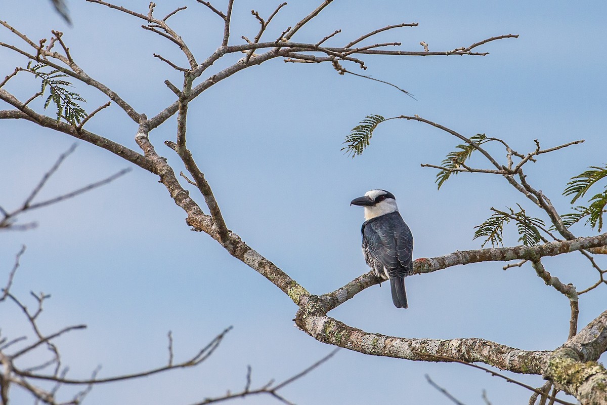 Weißnacken-Faulvogel - ML605218421