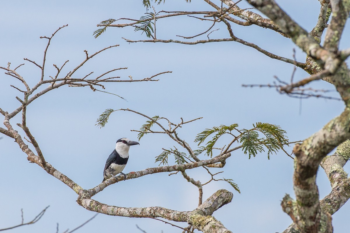 White-necked Puffbird - ML605218431