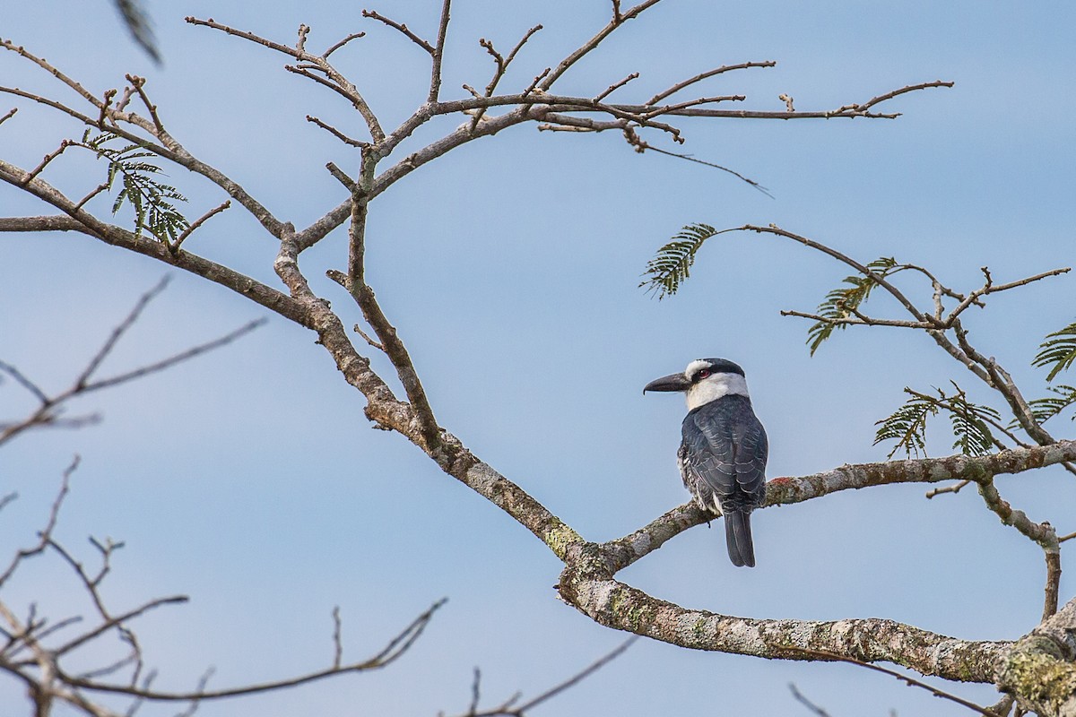 White-necked Puffbird - ML605218441