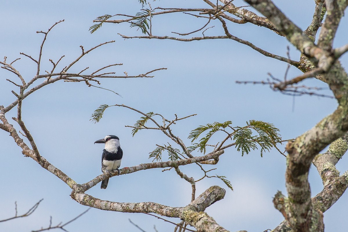 White-necked Puffbird - ML605218451