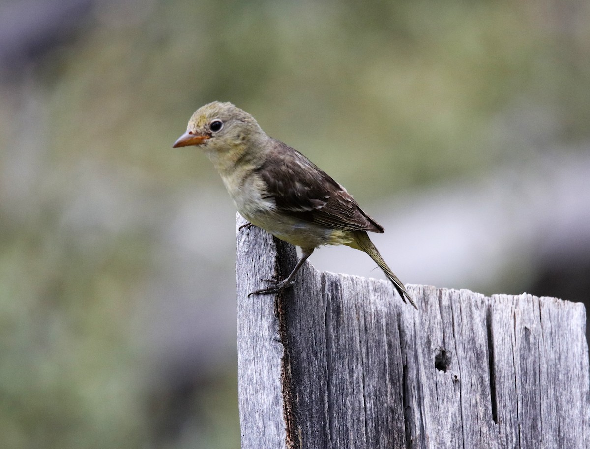 Western Tanager - Jeff Sexton