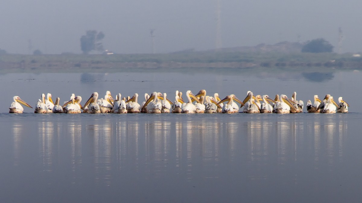 Great White Pelican - ML605218751