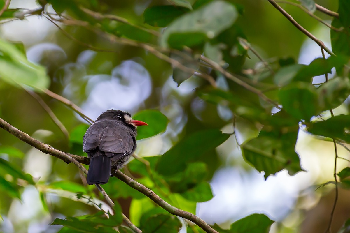 White-fronted Nunbird - ML605218791