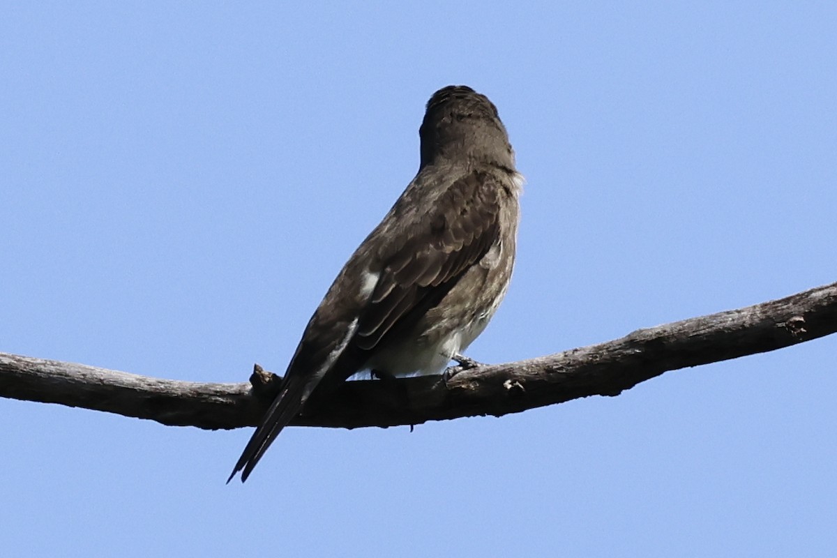 Olive-sided Flycatcher - ML605219301