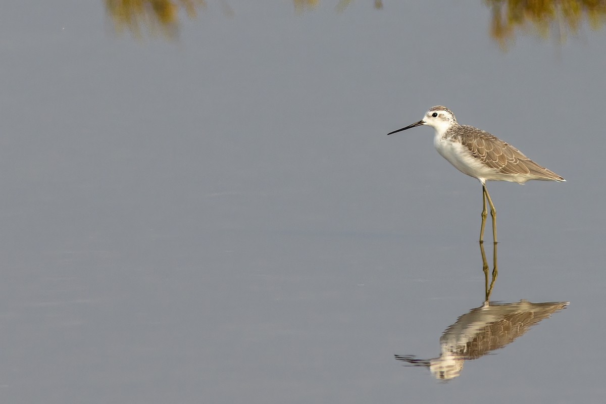 Marsh Sandpiper - ML605219331