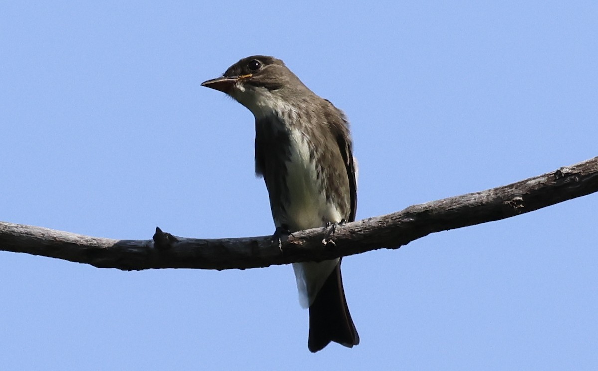 Olive-sided Flycatcher - ML605219671