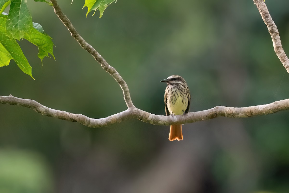 Sulphur-bellied Flycatcher - ML605220421