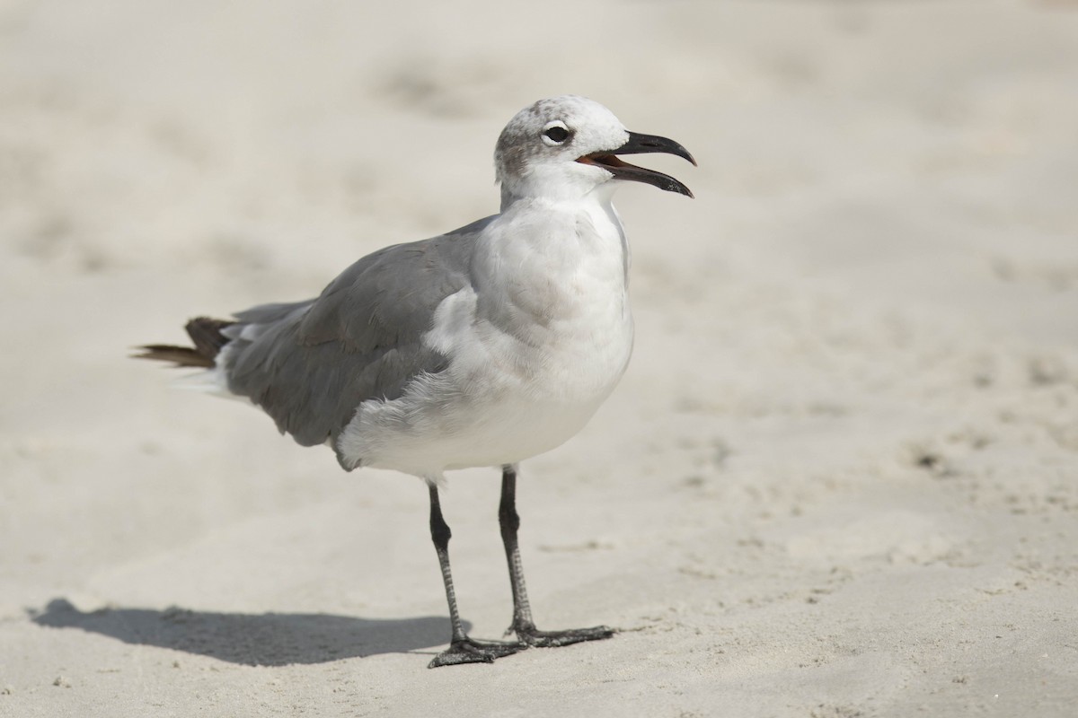 Laughing Gull - ML605220471