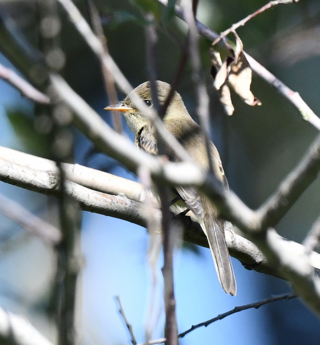 Willow Flycatcher - ML605220561