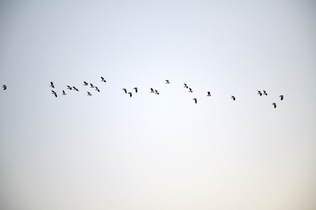 Northern Lapwing - ML605221351