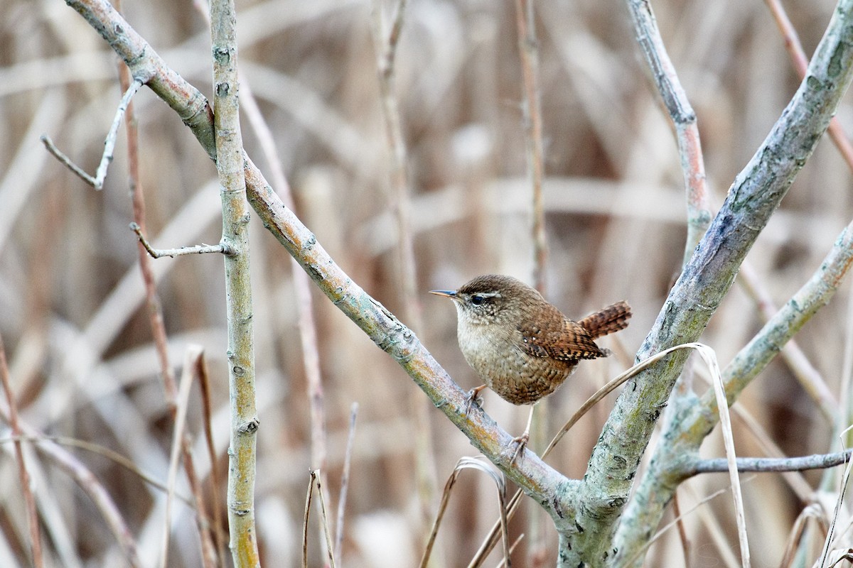 Eurasian Wren - ML605221671