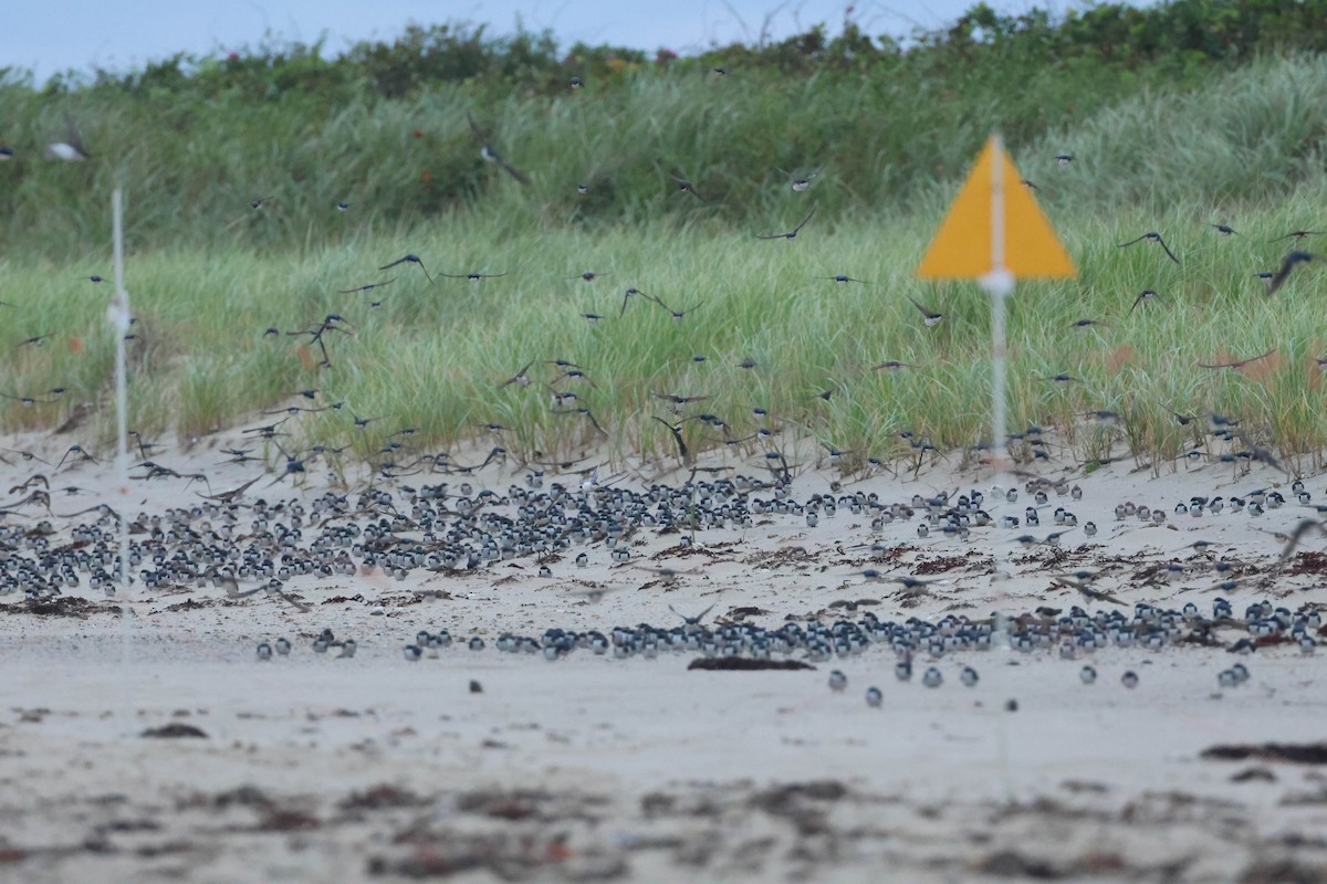 Tree Swallow - ML605222041