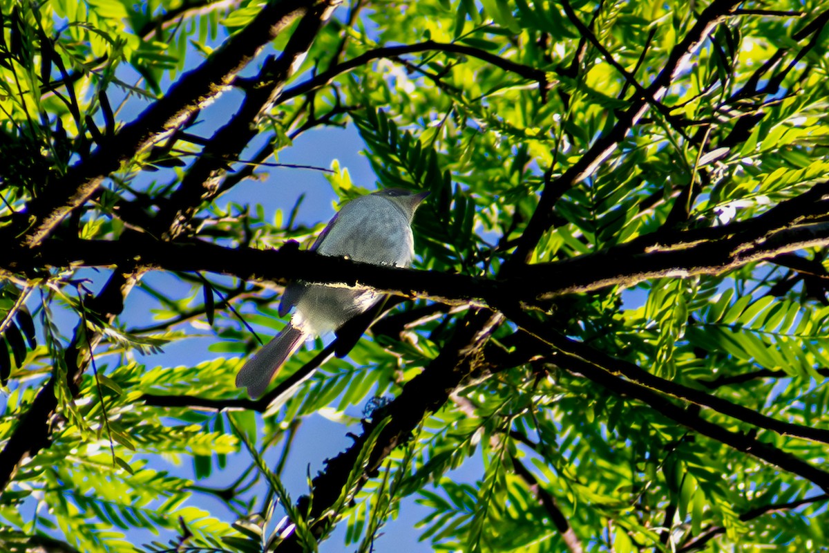 Bay-ringed Tyrannulet - ML605222131