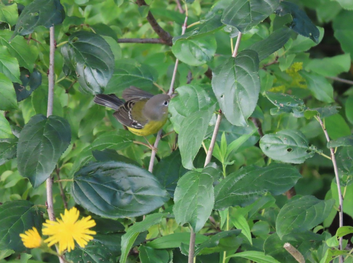 Magnolia Warbler - ML605222511